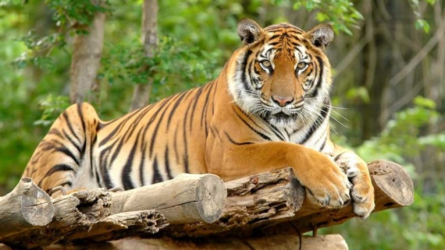 Những điều thú vị ít biết về hổ - loài mãnh thú cô độc và khiêm tốn